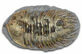 Rare Treveropyge Trilobite - Exceptional Specimen #376903-1
